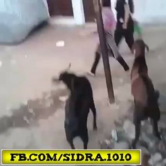 Goat head-butts a Girl عید الاضحی پہ اس بکرے نے کیا خوب ٹکر ماری محترمہ کو