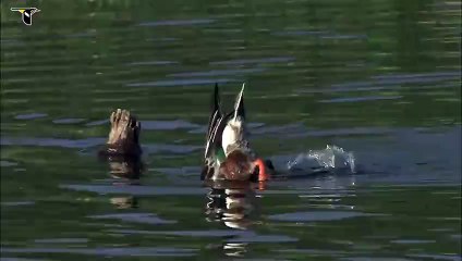 Male Northern Shoveler dabbling to feed