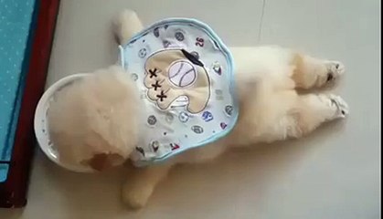 Lazy Puppy Eating