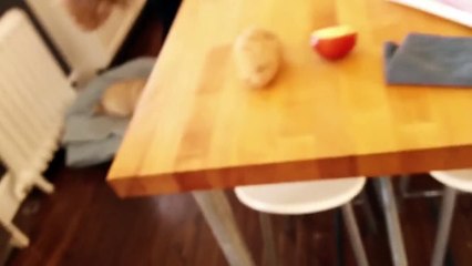 Deaf Pug 'Sings' When Owner Returns Home