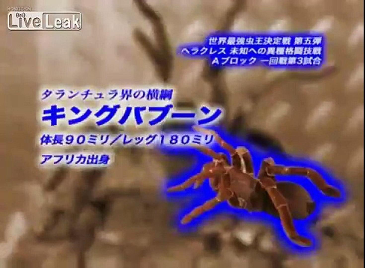 Hercules Beetle Vs Tarantula Spider Part 2 The Rematch Video Dailymotion