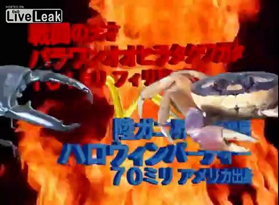 Stag Beetle VS Halloween Party Crab