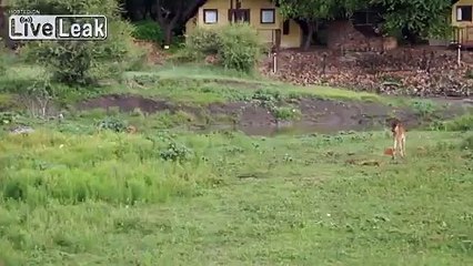 Lion tries to protect buffalo calf from another lion