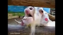 Funny Goats Videos CRAZY Goats Screaming like Humans 2015 [NEW]
