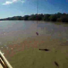 Hayret ve Dehşete Kapılmaya Hazır mısınız- Timsahın Yemeği İçin Sudan Sıçradığı O An