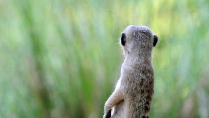 Us when we think we hear the ice cream truck | Scoopy Live