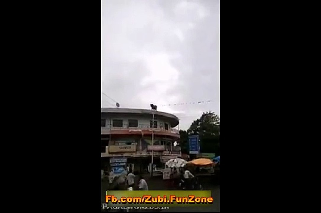 a bull jumped from 3rd floor