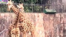 Giraffe @ Zoo Mating SEX WEIRD! Hippos Mating (Intercourse) Must See