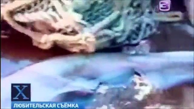 Рыбу-динозавра выловили в Черном море!