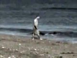 Страшное видео Акула напала на человека прямо на берегу!