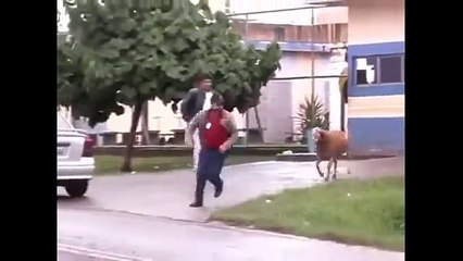 Bu Keçinin Yaptıklarına İnanamayacaksınız