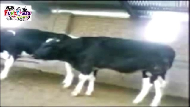 Hot COW SEX WEIRD! Cow Mating (Intercourse) HD Funny Must See Awesome Stunts