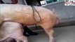 Pigs Mating SEX WEIRD! Hippos Mating (Intercourse) Must See