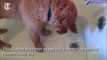 Video- Golden Retriever puppy takes bath or shower every day by himself