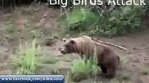 شاہین کو ایک بہادر پرندہ کیوں کہا جاتا ہے ۔۔ اس ویڈیو میں دیکھیے