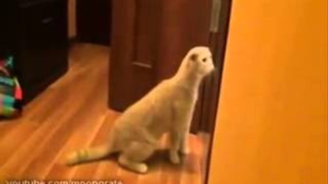 Что будет, если коту приклеить скотч!