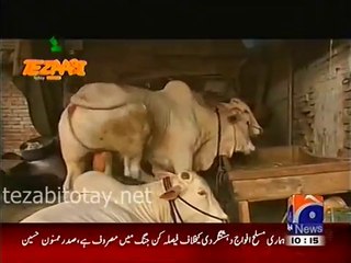 Eid Al Adha Tezabi Totay 2015