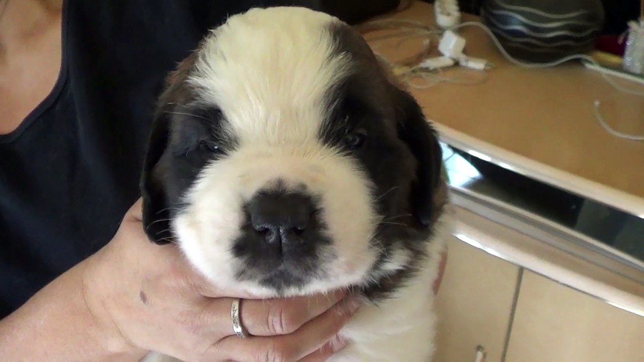 LOXLEY à 4 semaines 2015-09-27