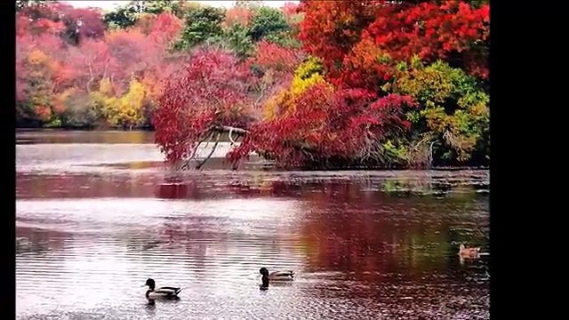 Ayşe YAZGAN BATIGÜN Sen vefasız bir peri sen zalimin birisin