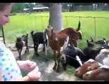 Bu keçiler Delirmiş Ne olmuş bu Keçilere ☆ Komedi ve Eğlence izle (video)  ツ