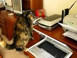 Bu kedilerin yazıcılarla alıp veremedikleri ne  -) ☆ Komedi ve Eğlence izle (video)  ツ