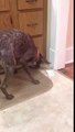 Bu köpeğin ne yaptığını kimse anlamıyor ☆ Komedi ve Eğlence izle (video)  ツ