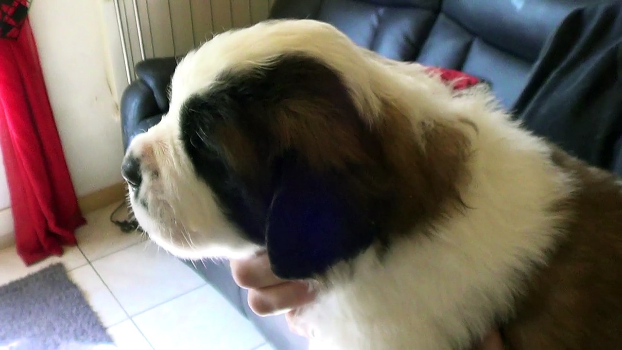 LUTECE à 4 semaines 2015-09-7