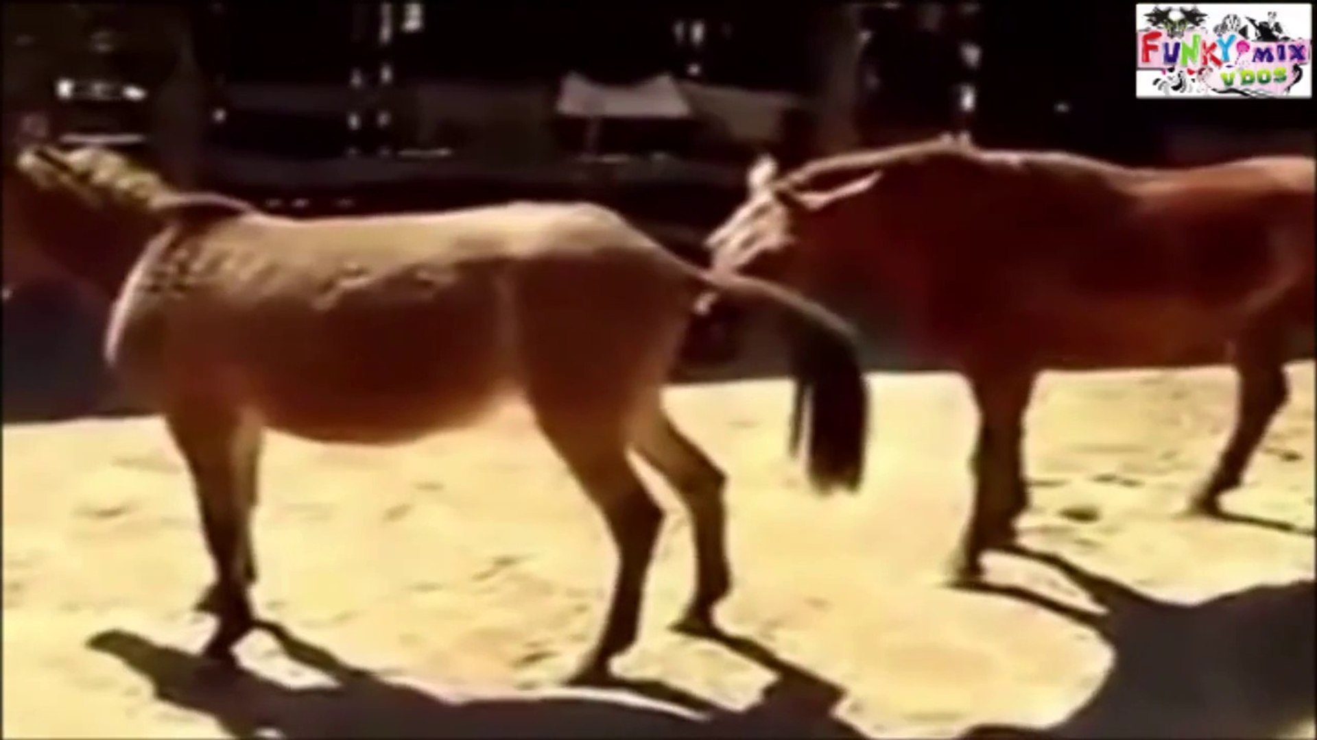 Zebra Mule Horse Donkey In The Wild Mating WEIRD SEX (Intercourse) Must See 