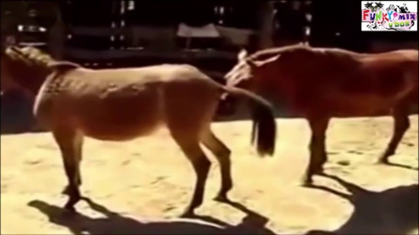 Horse Sex Porn Intercores - Horse Brezilya Sex Porno Young back hole is tight she feel ass pain but  continues to try.