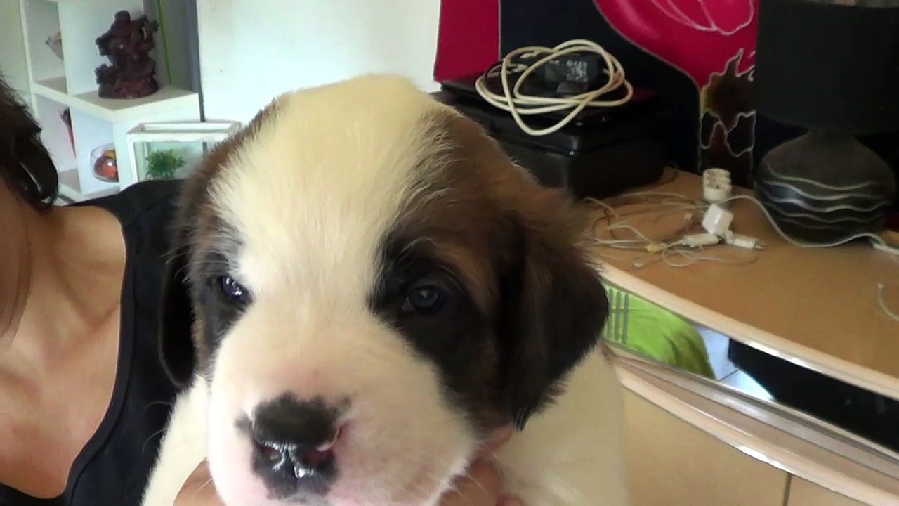 LEONIDAS à 4 semaines 2015-09-27