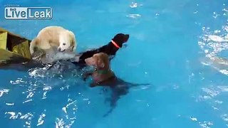 The non-swimming dog