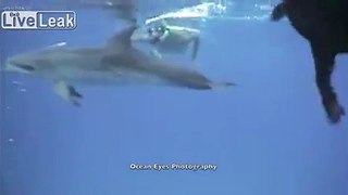 Dog Swims with Dolphin Friends