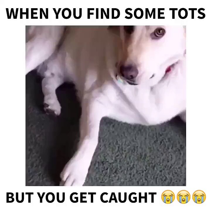 What this dog does when hes caught eating Tater Tots in hilarious.