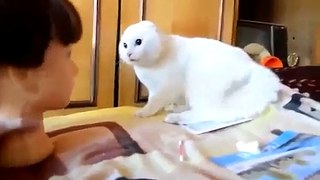 lucu kucing video yang akan membuat anda tertawa begitu keras kau menangis untuk anak-anak [Full Episode]