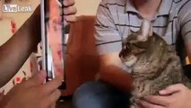 Racist Cat Does Not Like Black People