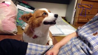 Dogs begging for more and more petting - Funny dog compilation