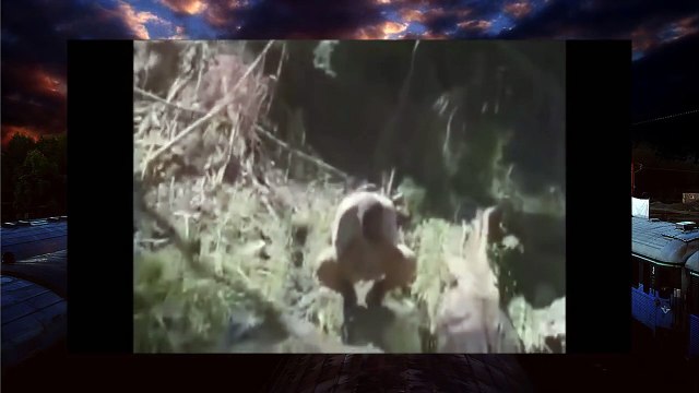 Нападение Снежного человека (реальное видео)