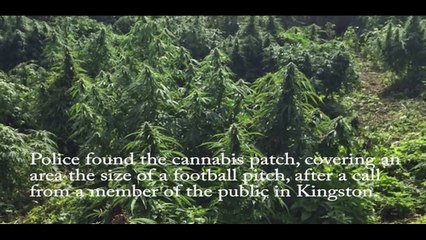 Cannabis forest discovered in London