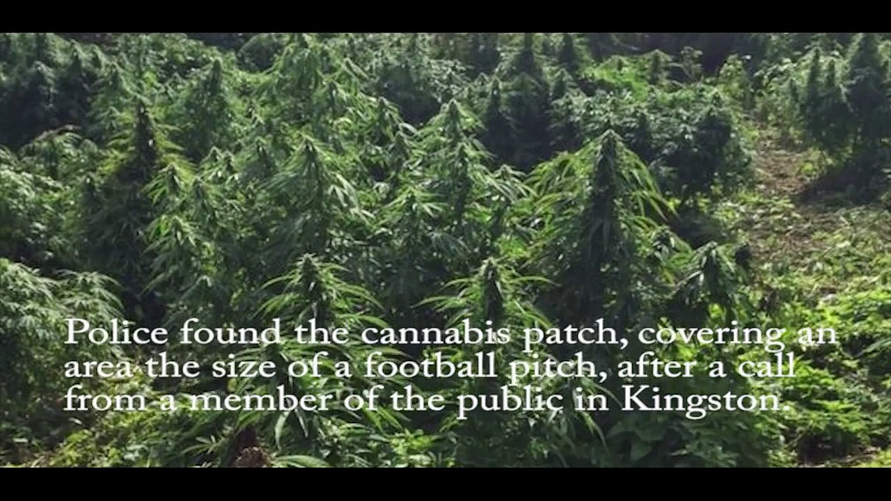 Cannabis forest discovered in London