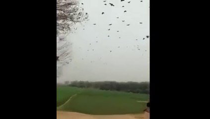 Amazing Talent-Check how he Call many birds with his voice