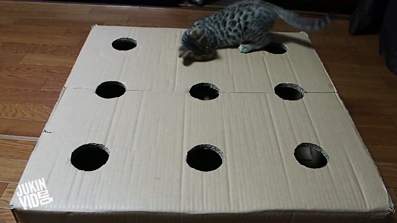 Whack-a-Cat _ Kittens Play With DIY Toy