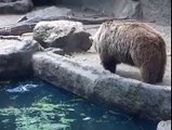 Bear Rescues A Crow From Drowning