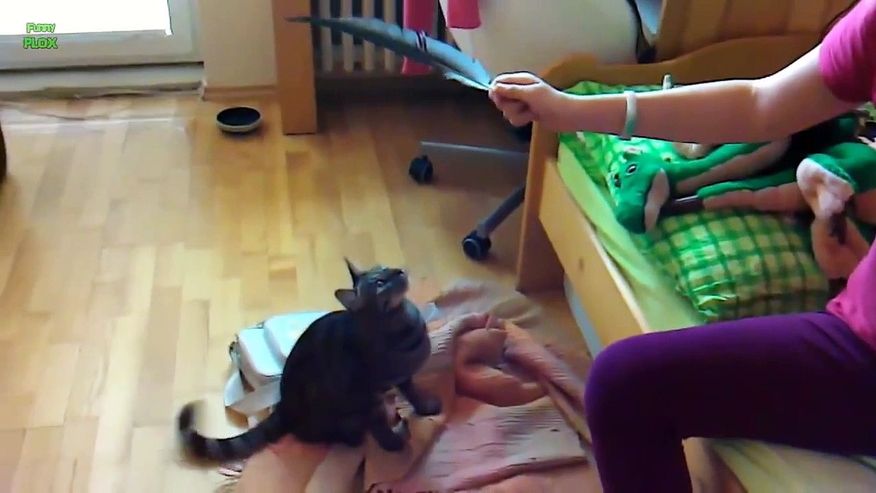Ultimate Funny Cat Videos Compilation 2013 [HD]