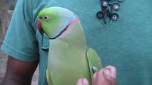 parrot speaking human language