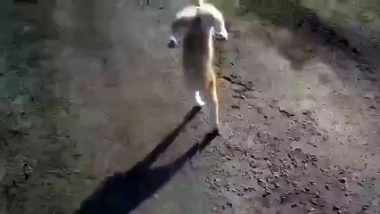 Кот научился ходить на передних лапках