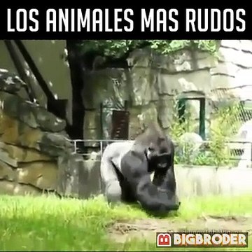 Los Animales Mas Rudos