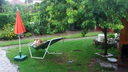 What They Catch Their Bulldog Doing Is Completely Ridiculous, LOL!