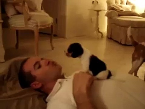 Adorable beagle puppy howls