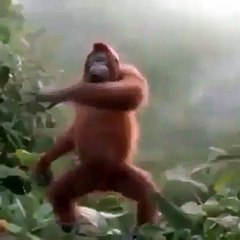 Góc Thư Giãn Funny Dance Video