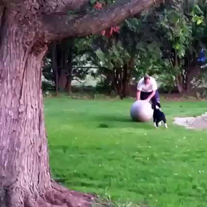 Vous savez ce qu'il se passe quand un petit chien attrape une grosse balle ? MDR